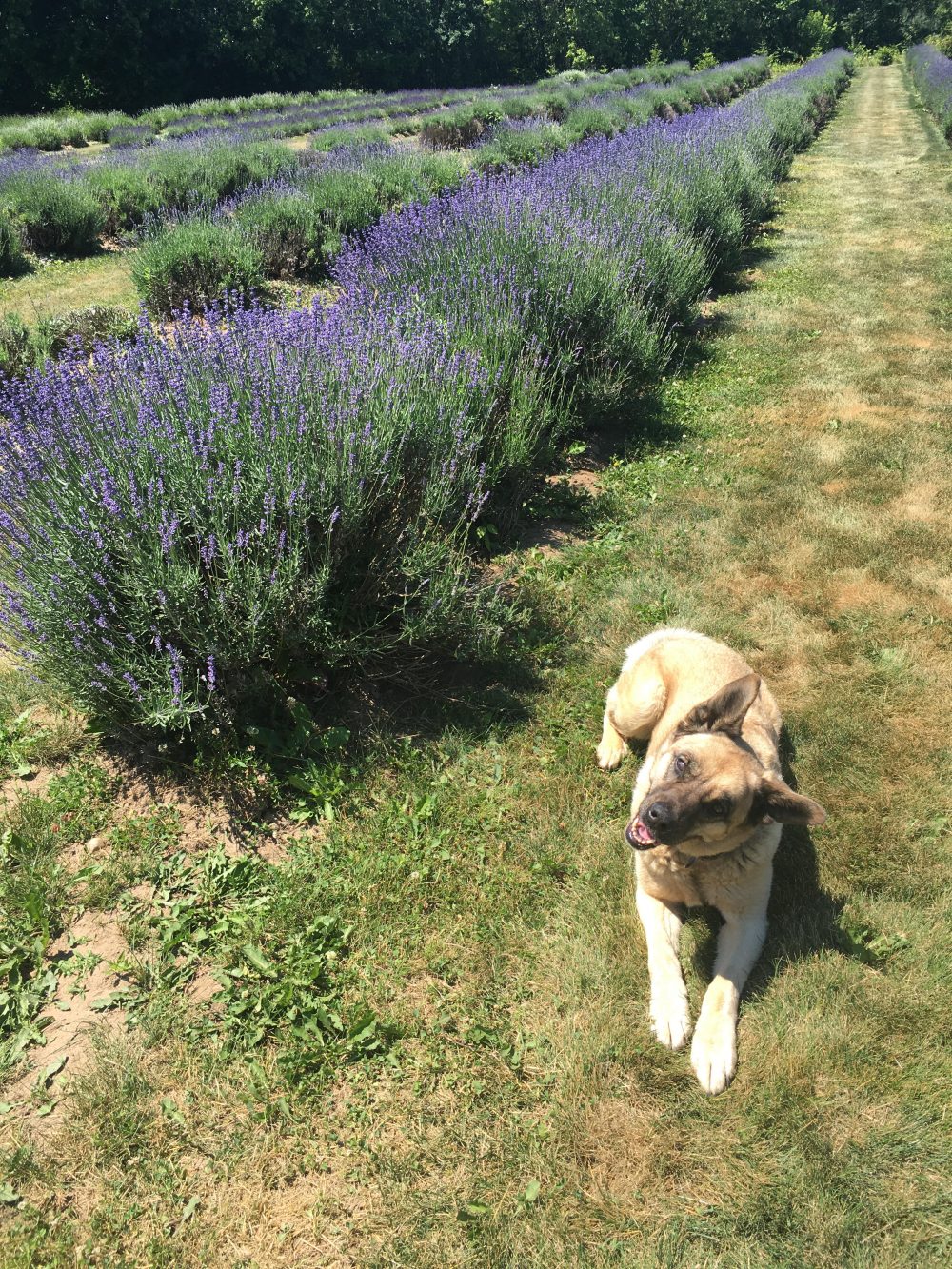 The Lavender Farm