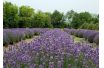 small_672_lavender1.jpg